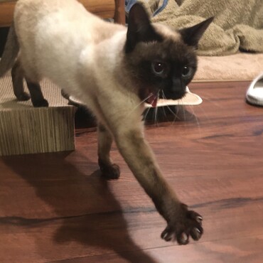 ふぁー