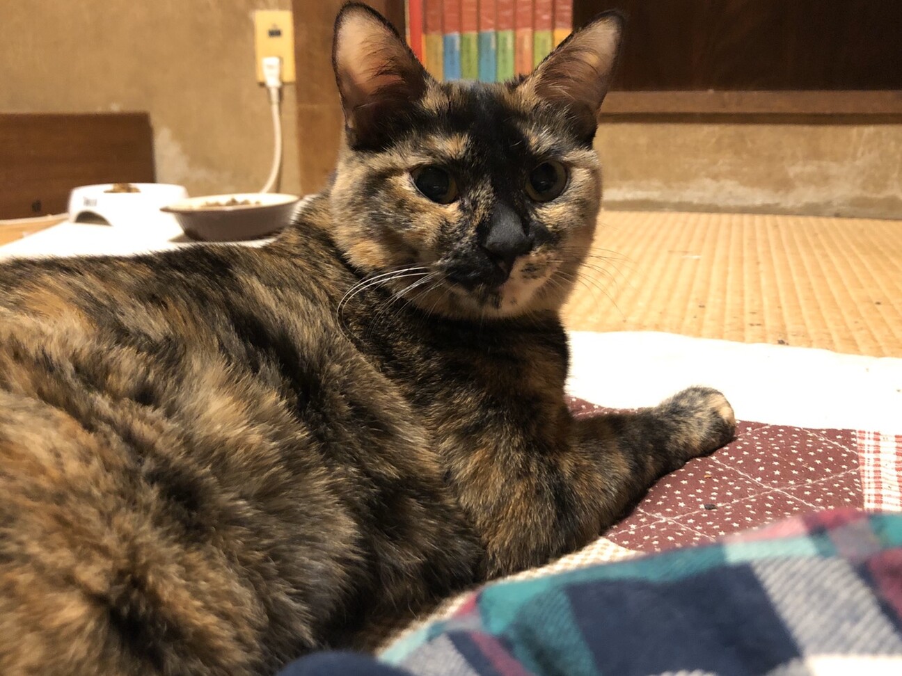 1歳 個性的な柄の可愛い 広島県 猫の里親募集 3063 ペットのおうち 月間利用者150万人