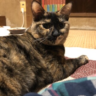 1歳、個性的な柄の可愛いサビ猫♀