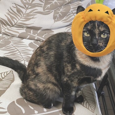 かぼちゃちょびちゃん