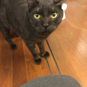 オヤツが欲しい時だけ積極的
