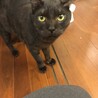 オヤツが欲しい時だけ積極的
