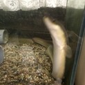 人慣れしています！ウナギさん