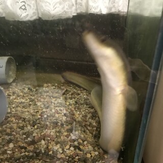 人慣れしています！ウナギさん