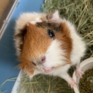 保護モルモット、ナギくん