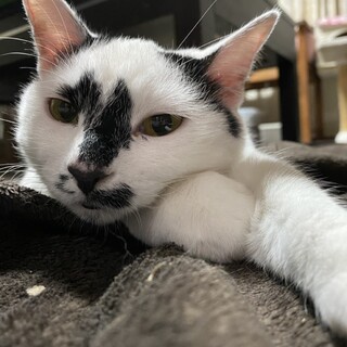 募集停止 ステキな模様の白黒ちゃん♪