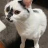 募集停止 ステキな模様の白黒ちゃん♪ サムネイル4