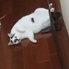 募集停止 ステキな模様の白黒ちゃん♪ サムネイル3