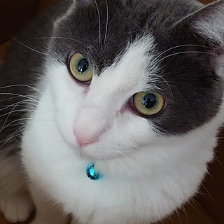 でっかい可愛さのマロ君