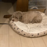 ころんくん