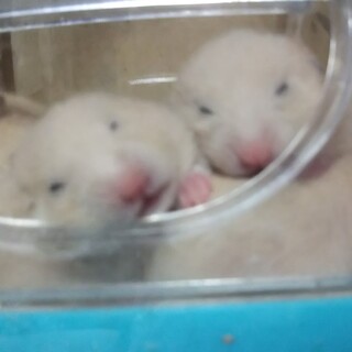 キンクマハムスターの赤ちゃん