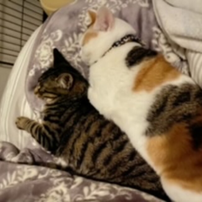 ちぃちょんのカバー写真