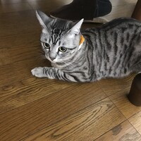 ベリー
