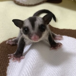 フクモモベビー♂