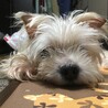 ぽっけとれん