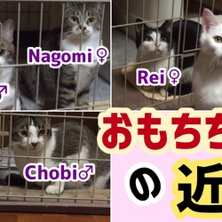 【子猫おもち】5期生令和元3匹達との近況