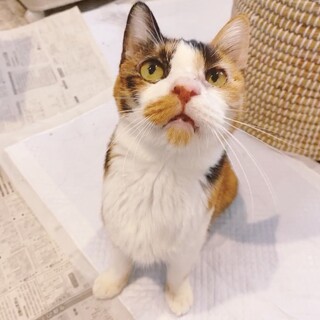 獣医大から保護。甘えんぼのシニア三毛猫ちゃん。