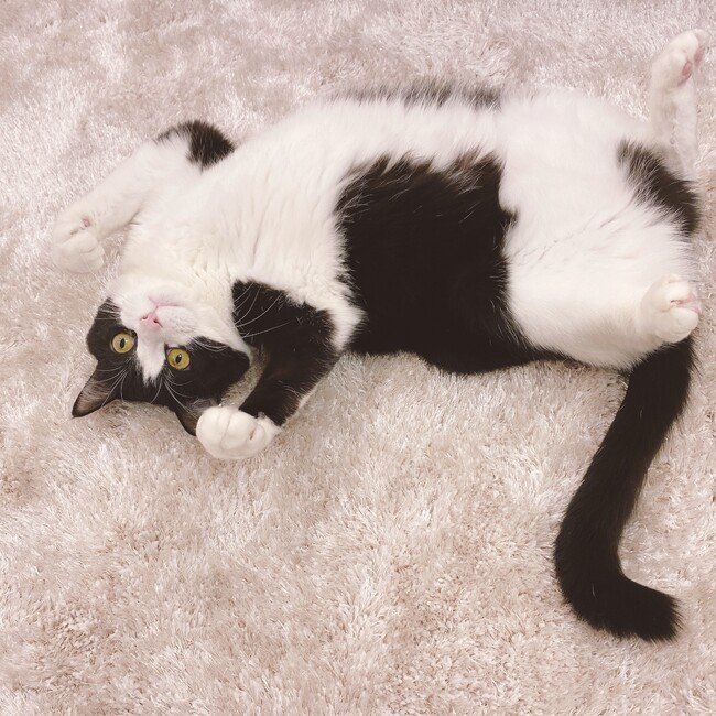 ぎわ　関東の獣医学生のカバー写真