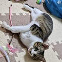 3本足の子猫ピョコたん