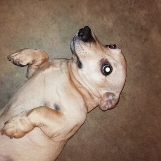 里親募集ダックス