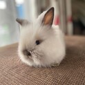 2020年2月生まれ 子ウサギの里親募集中！