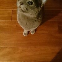 さしみ