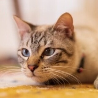 元気で懐こい　新太郎くん