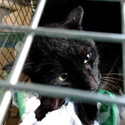 「２/２６(TNR)」サムネイル2