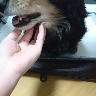 ダックスフンド9歳オス