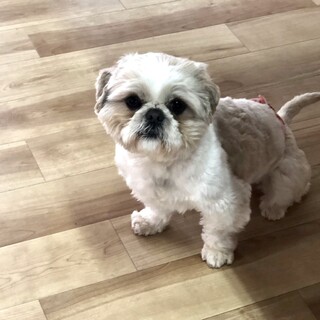 人も犬も大好きなけんちゃん二歳