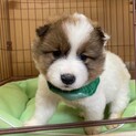 もふもふコロコロの春くん‼︎1ヶ月半