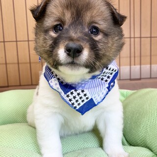 愛おしい可愛さ‼︎風(ふう)くん1ヶ月半