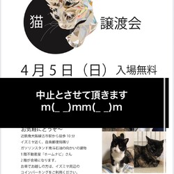 猫の譲渡会 サムネイル1