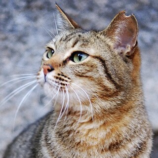 梅見ちゃん♡家族ができました