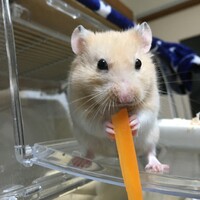 おもち