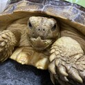 ケヅメリクガメ