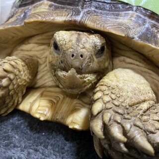 ケヅメリクガメ