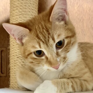 ちょっとビビりのすりすりビスコットくん…7ヶ月