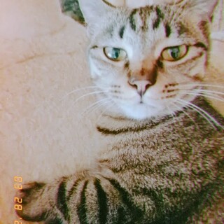 自称イケメンのキジトラ太郎君　