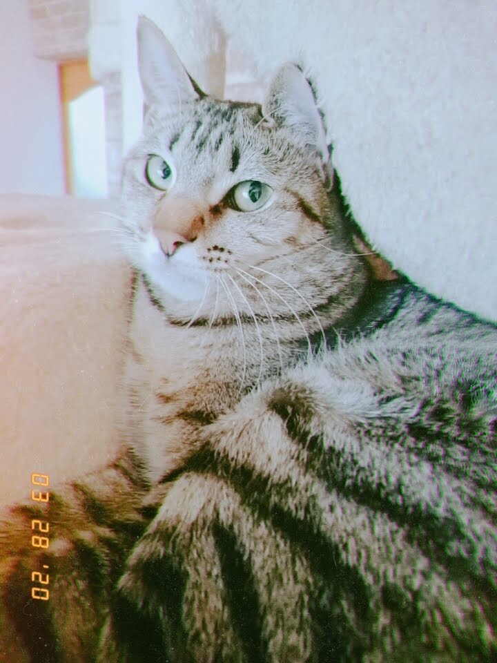 自称イケメンのキジトラq 栃木県 猫の里親募集 ペットのおうち 月間利用者150万人