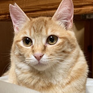 お問い合わせ多数のため、一旦終了させて頂きます。