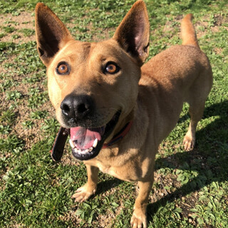 ボール大好き♡猟犬mixキジちゃん