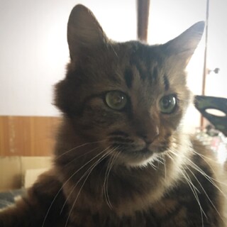 里親さん、もしくは保護希望です。