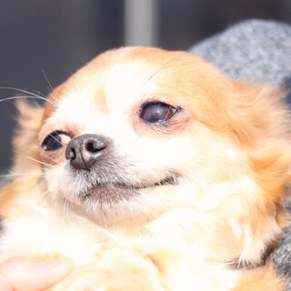 チワワのサラちゃん❤