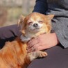 チワワのサラちゃん❤ サムネイル3
