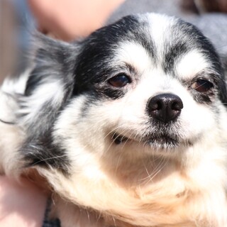 チワワのエミリーちゃん❤