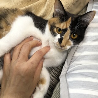 小柄で可愛い三毛猫ちゃん