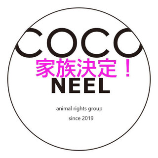 パグ♂コロッケくん推定3~5歳