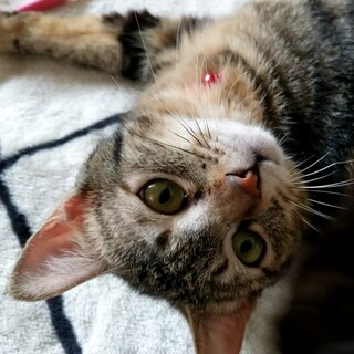 超美形甘えん坊のアメショ柄「天馬」君