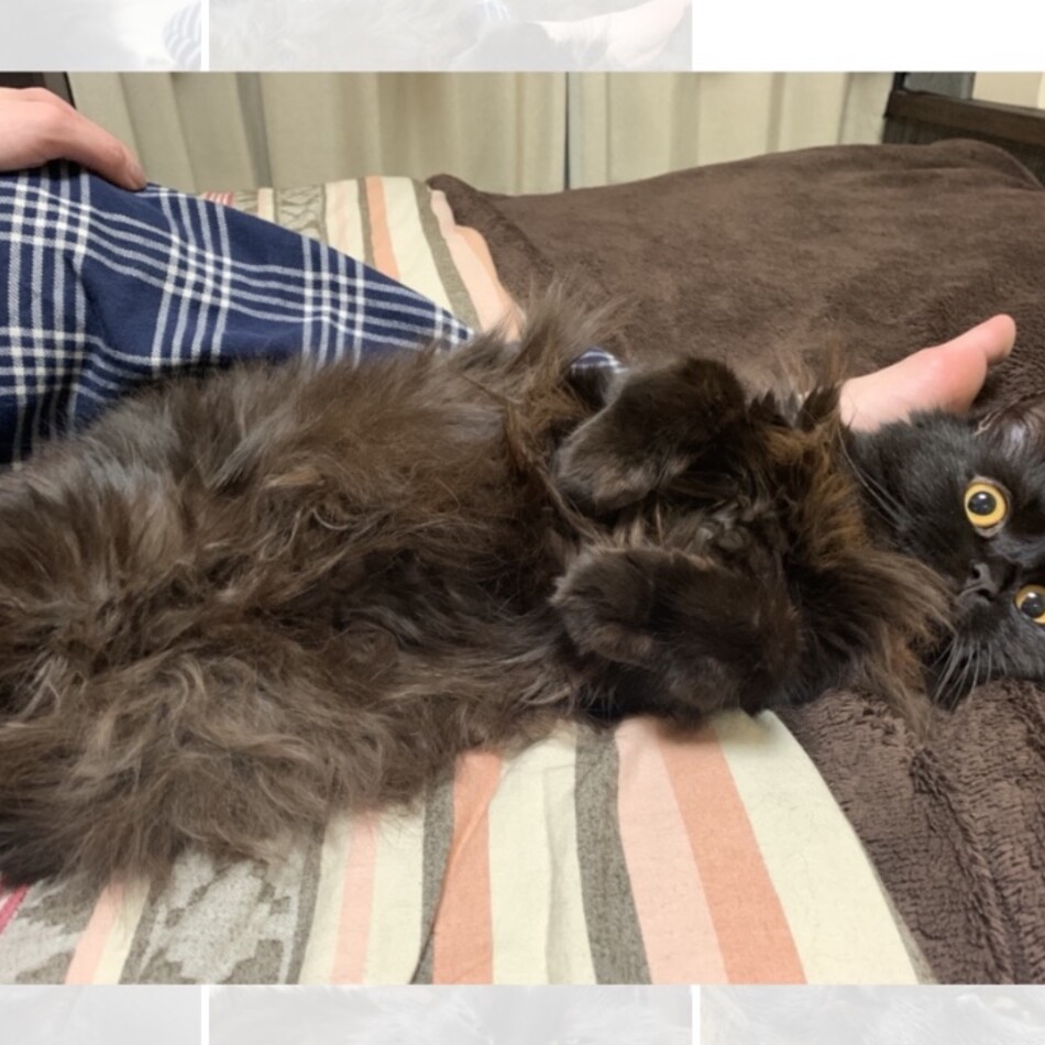 ネロのカバー写真
